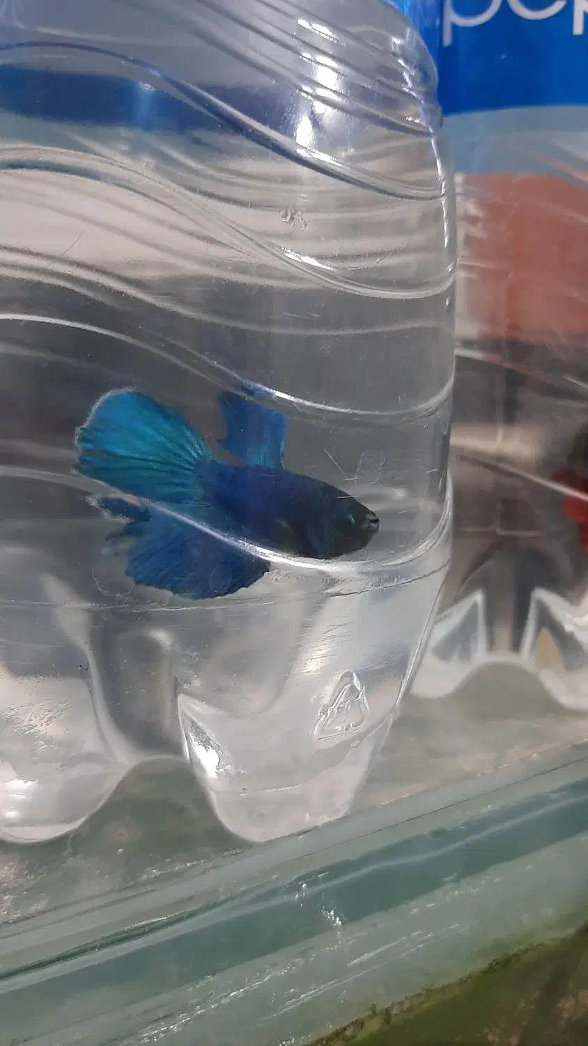 ماهی فایتر|ماهی|شاهین‌شهر, گرگاب|دیوار