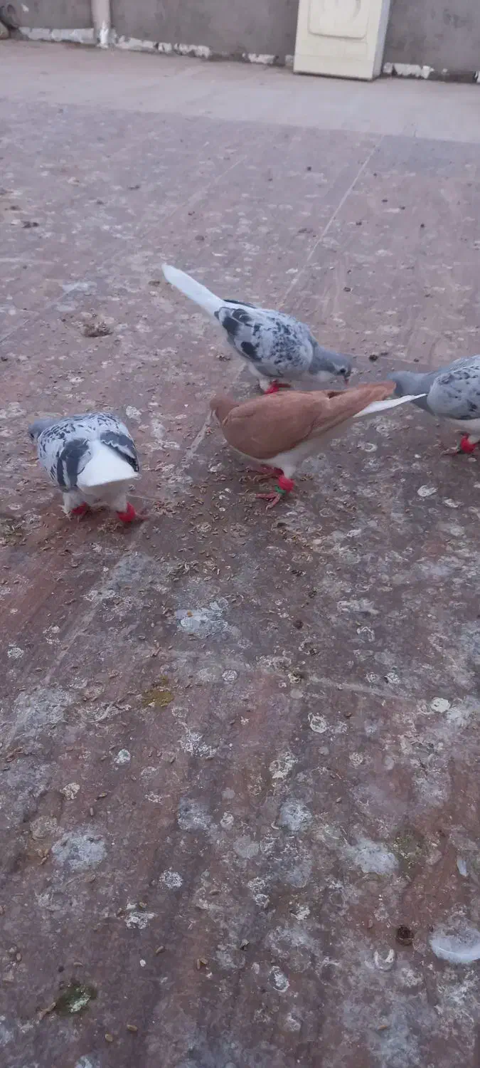 ۶ تا جوجه رنگی|پرنده|کاشمر, |دیوار