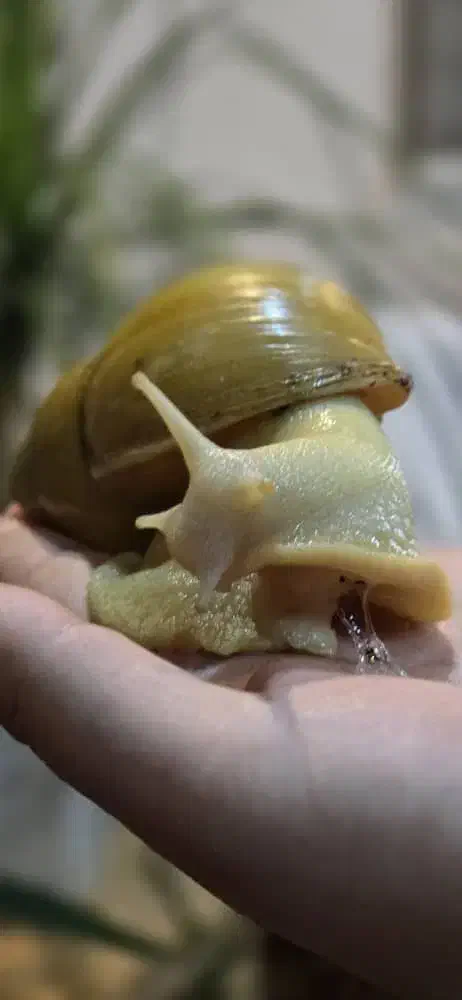 حلزون یکی بخر دوتا ببر|خزنده|اصفهان, شمس آباد|دیوار