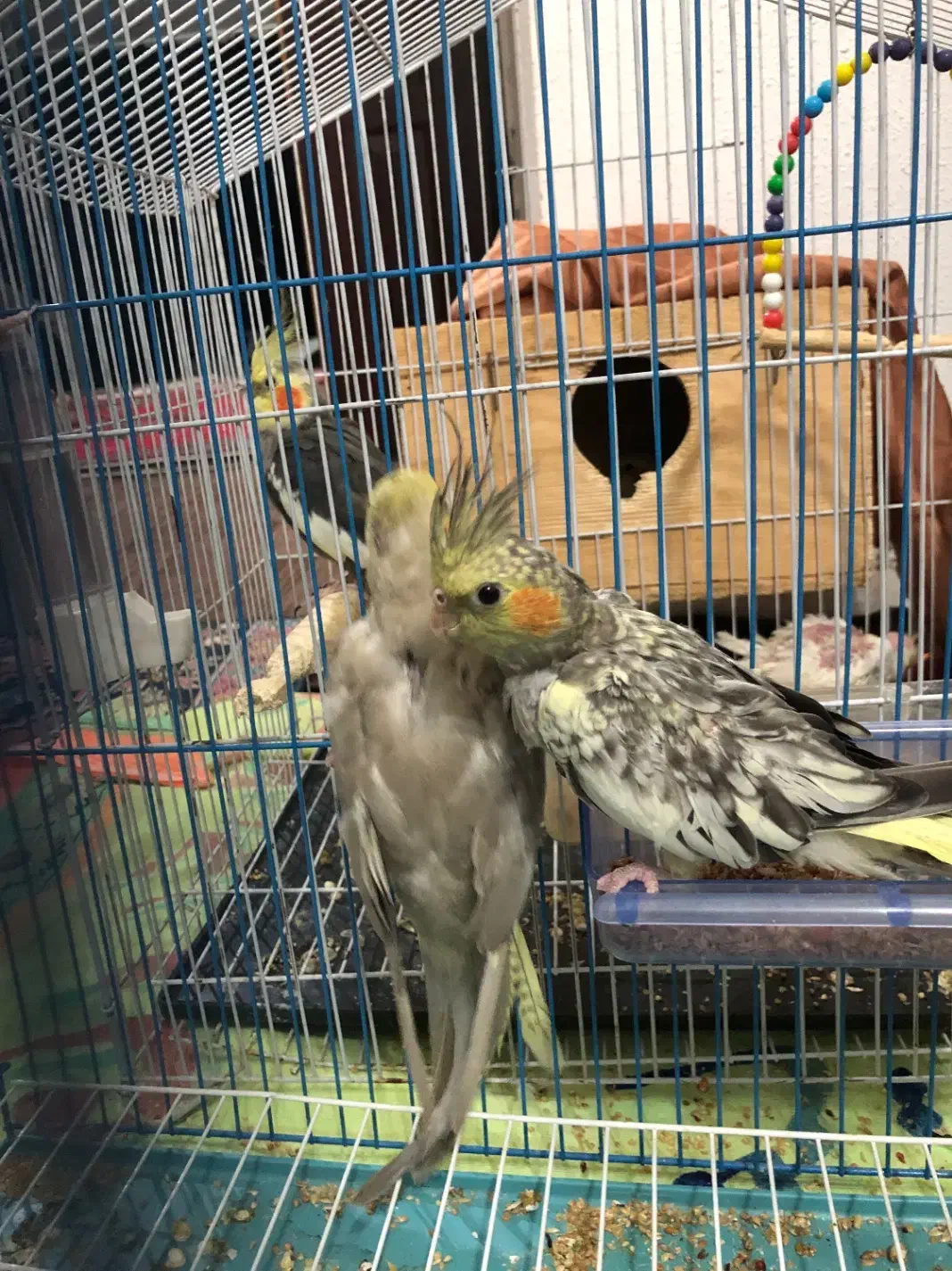 طوطی نر و ماده|پرنده|رشت, یخسازی|دیوار