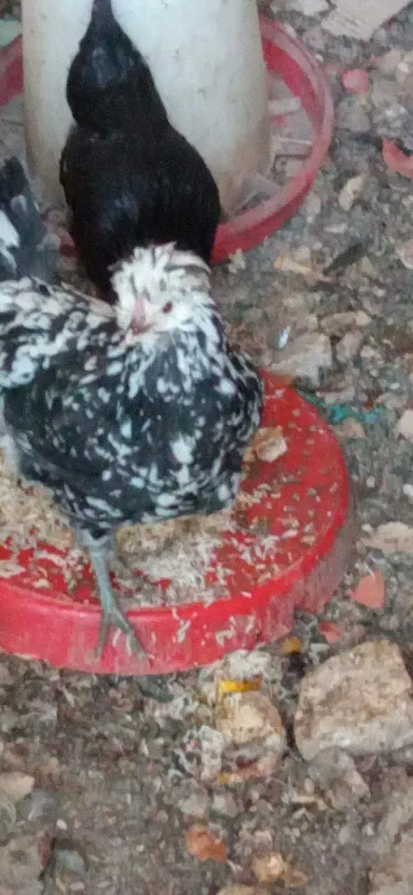 مرغ وخروس گلین وبرهما|حیوانات مزرعه|باغ بهادران, |دیوار