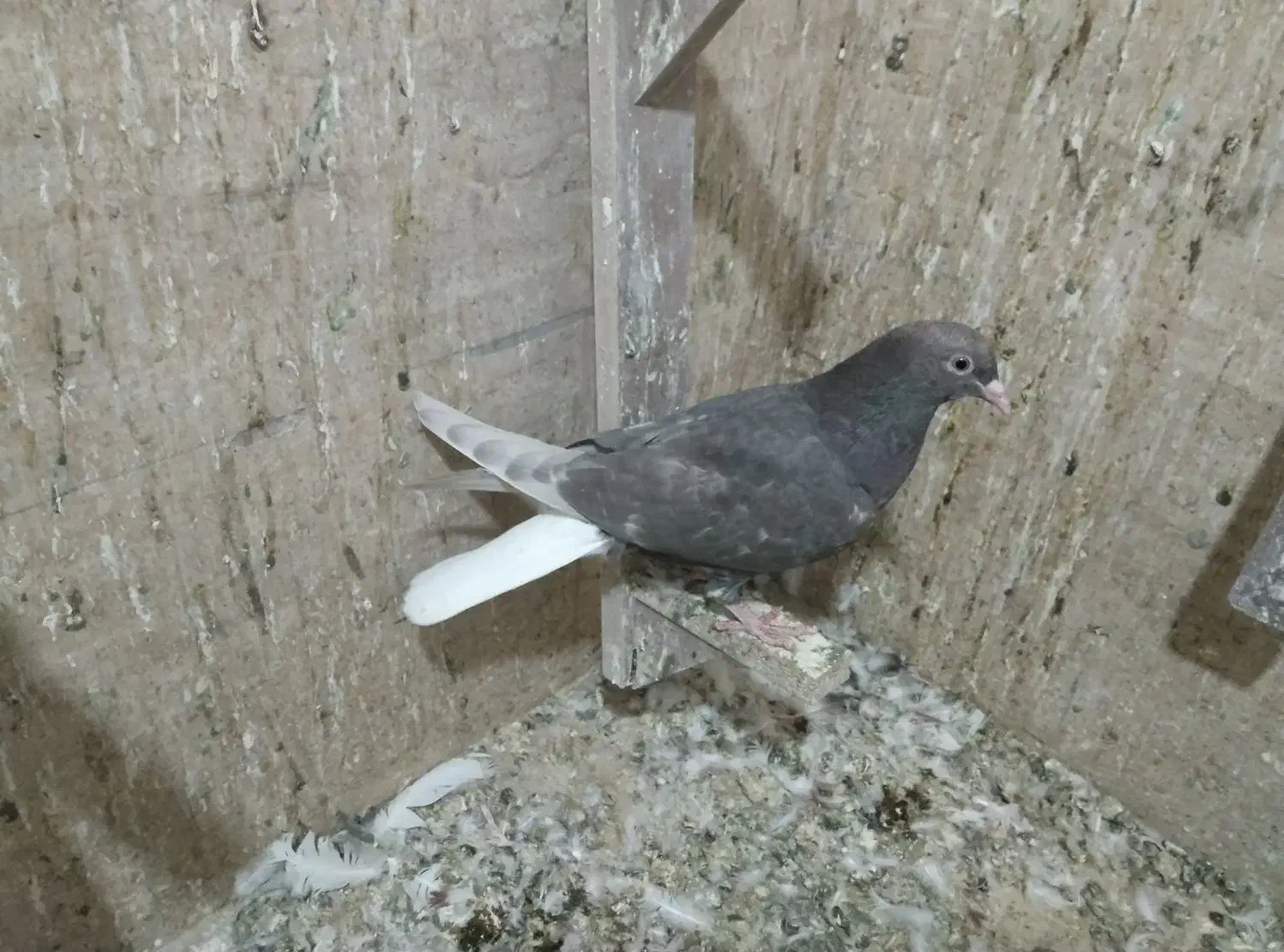 کفتر دم سفید جوجه|پرنده|نیشابور, باغرود|دیوار