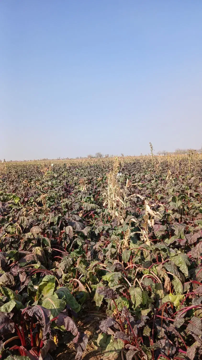 لبو شاهین تپه|فعالیت داوطلبانه|دشتابی, |دیوار