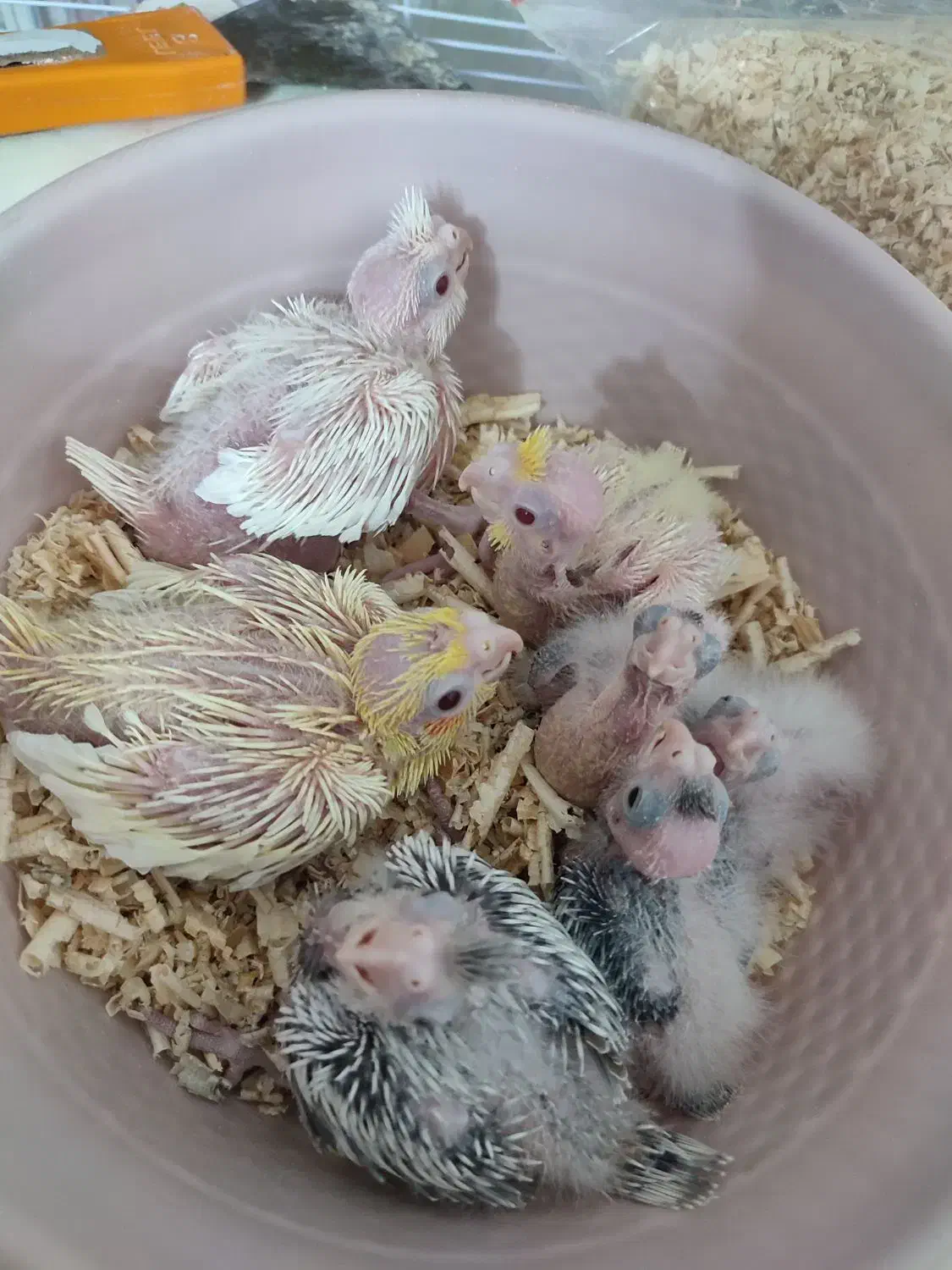 جوجه عروس هلندی سرلاکی|پرنده|مشهد, شهید قربانی|دیوار