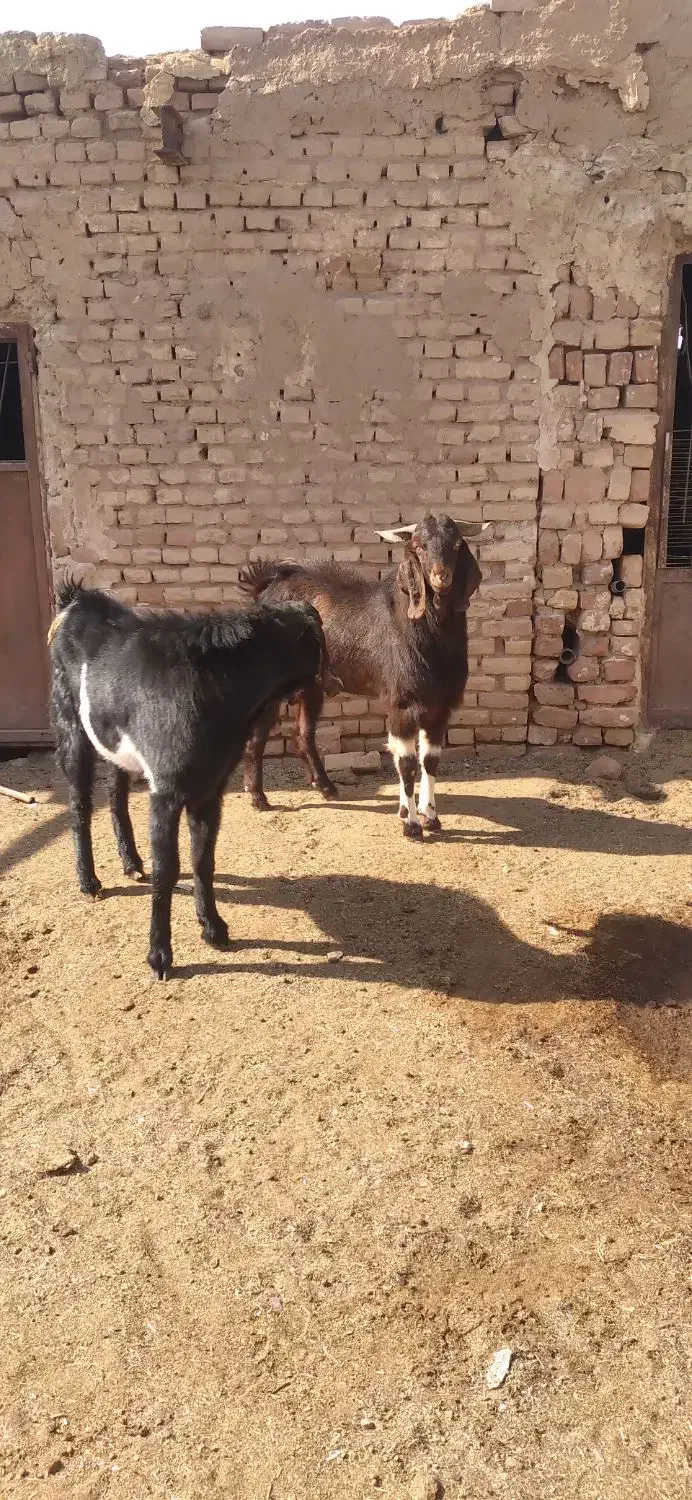 دو عدد کَل افغان مناسب برای داشت|حیوانات مزرعه|آران و بیدگل, |دیوار