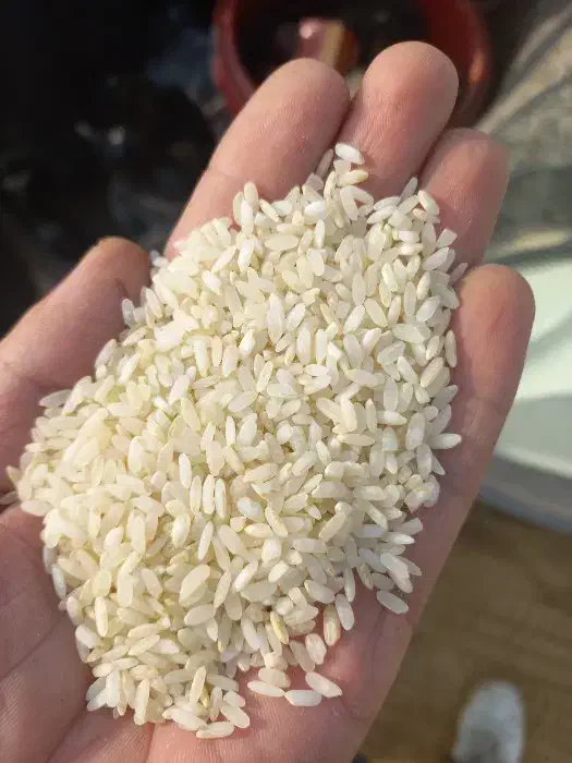 برنج و چلتوک چمپا|خوردنی و آشامیدنی|رامهرمز, |دیوار