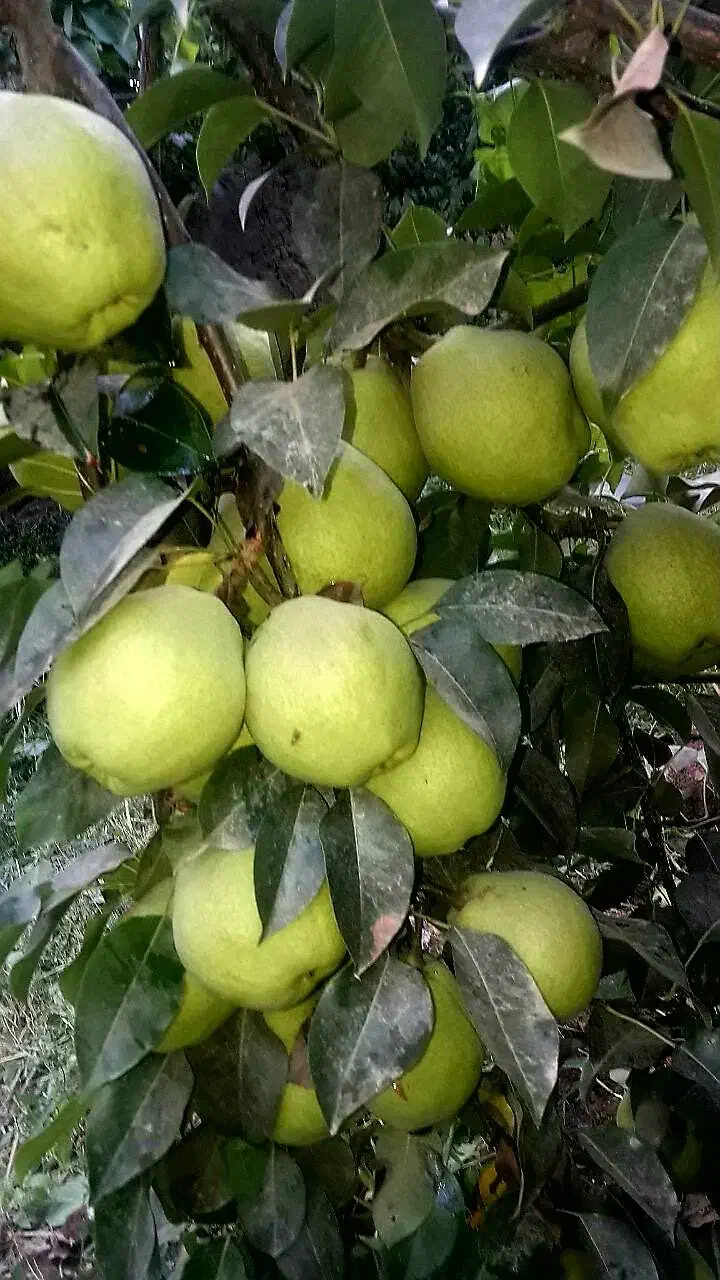 خدمات باغبانی هرس کاری کود دهی|خدمات باغبانی و درختکاری|محمدشهر, عباس آباد|دیوار