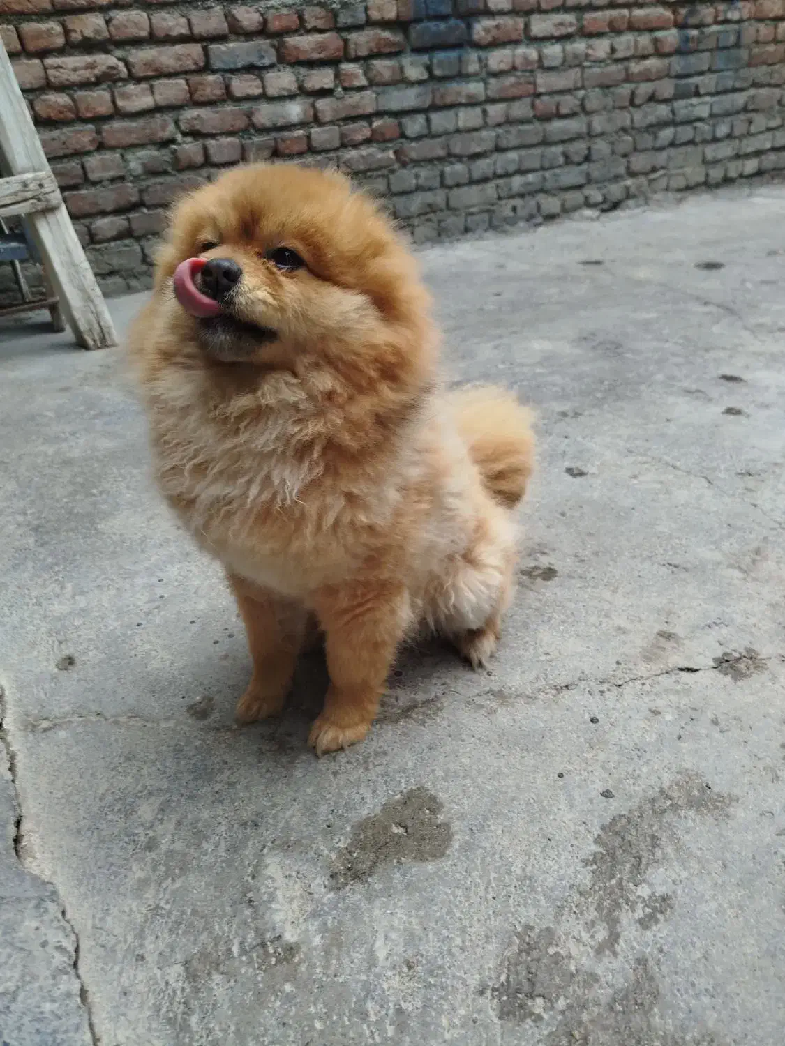 پامرانین|سگ|نقده, |دیوار