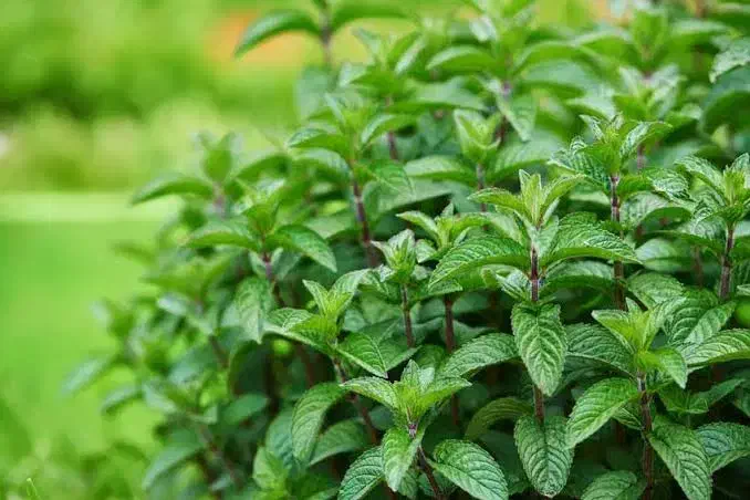 عرق نعنا درجه یک خالص عمده|خوردنی و آشامیدنی|شیراز, سفیرشمالی|دیوار