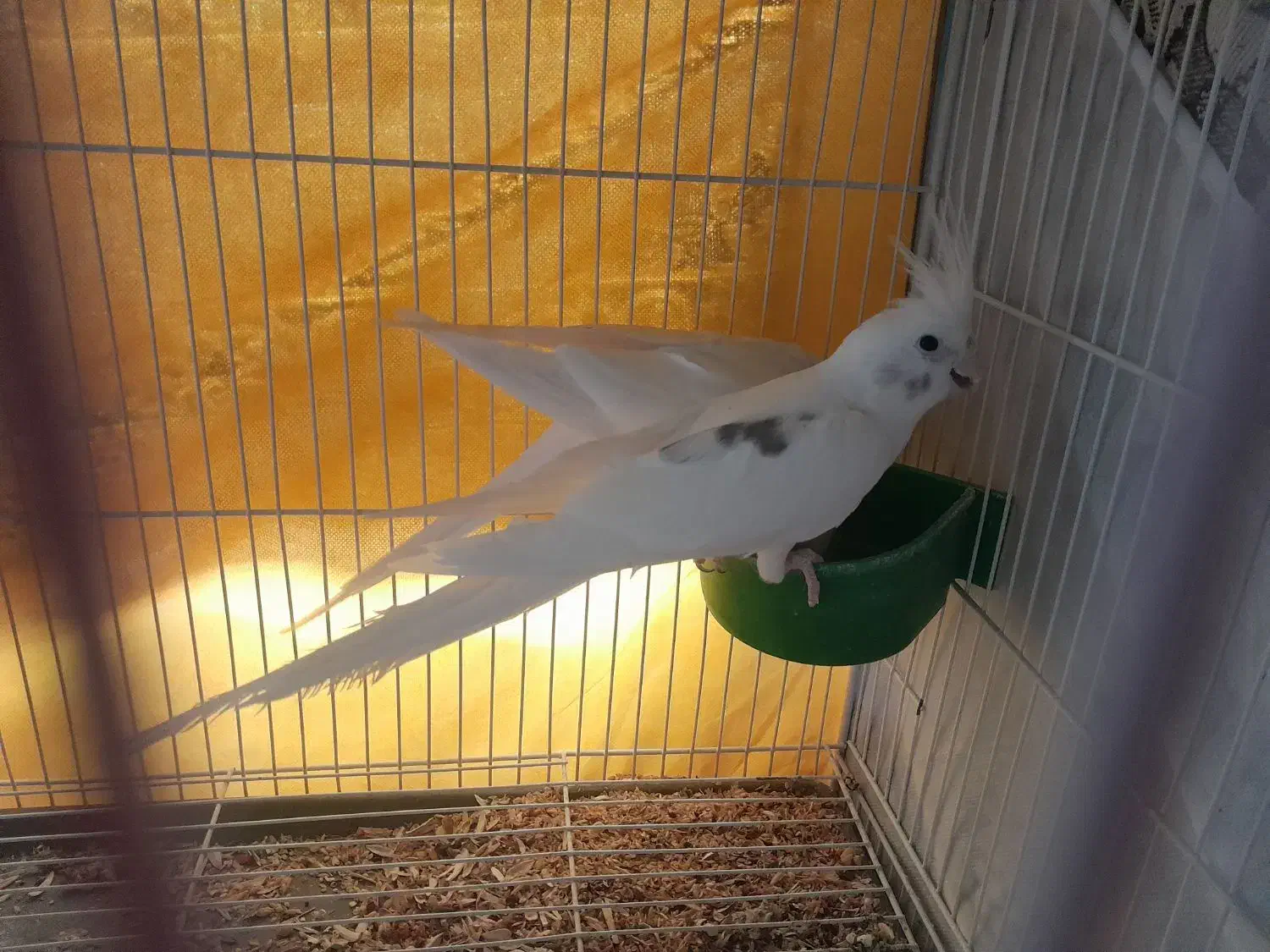 عروس هلندی البینو|پرنده|شیروان (خراسان), |دیوار