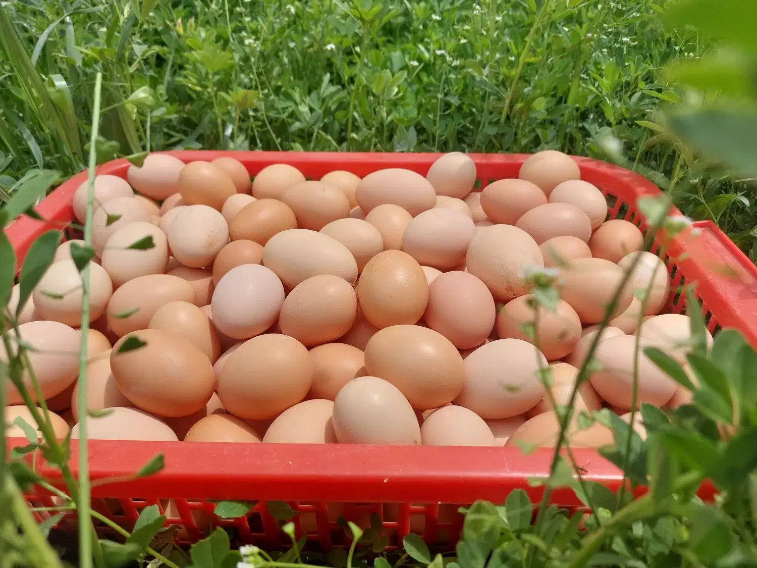 تخم مرغ ارگانیک (لاله زار)|خوردنی و آشامیدنی|کرمان, |دیوار