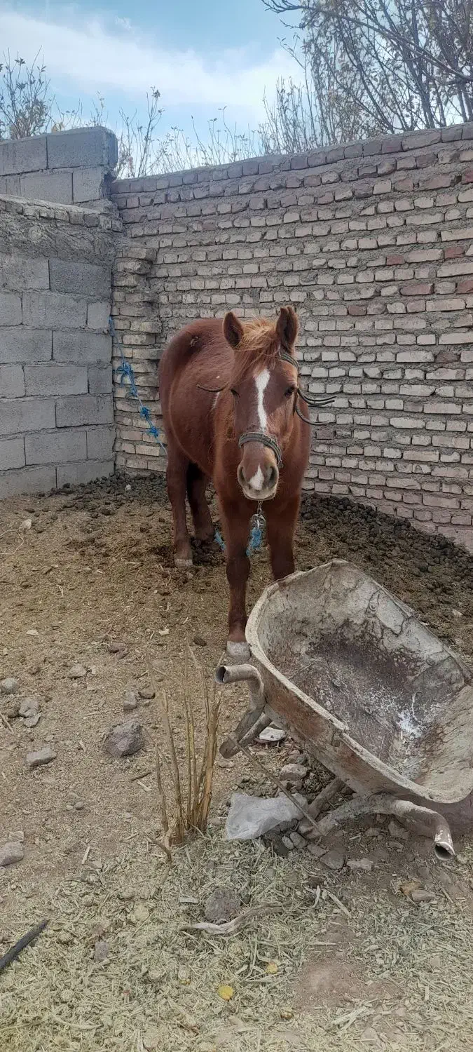 اسب ماده|اسب و تجهیزات اسب‌سواری|طبس, |دیوار