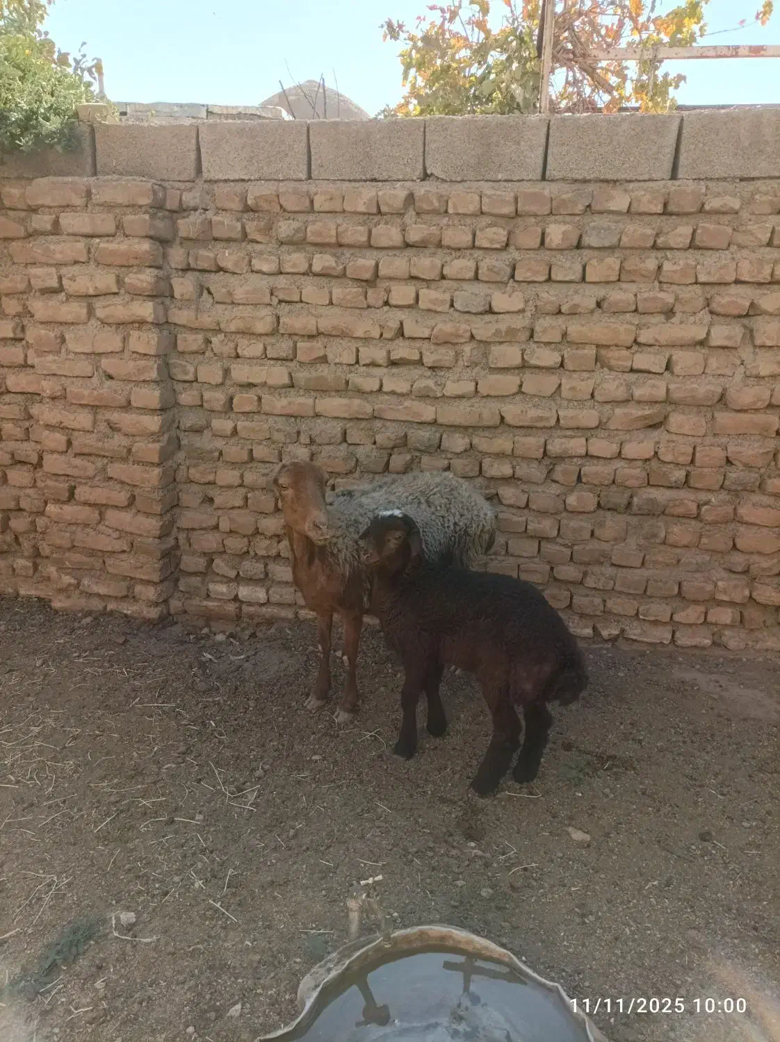 2عدد شاه میش|حیوانات مزرعه|باخزر, |دیوار