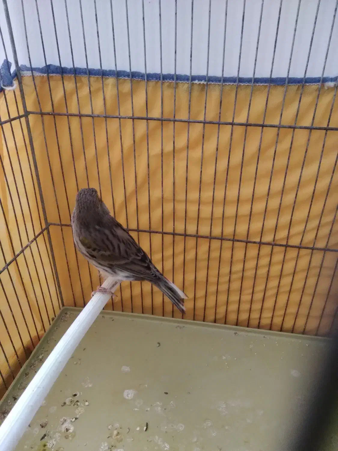 قناری نر جوان|پرنده|کنگاور, |دیوار