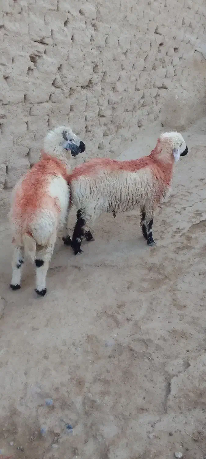 جفت بره نر|حیوانات مزرعه|زهک, |دیوار