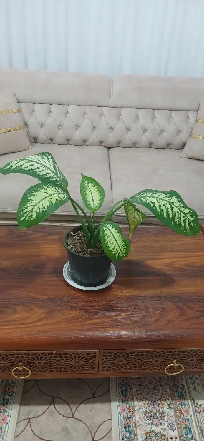 گل طبیعی دیفن باخیا|گل و گیاه طبیعی|نقده, |دیوار