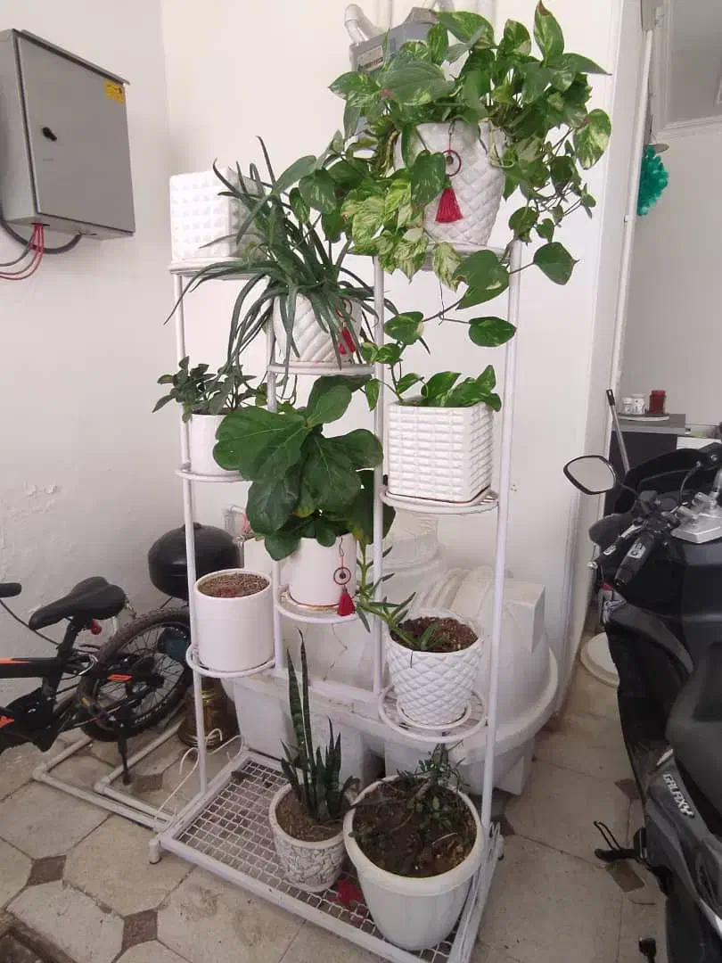 استند جا گلدانی|گل و گیاه طبیعی|کرمان, |دیوار