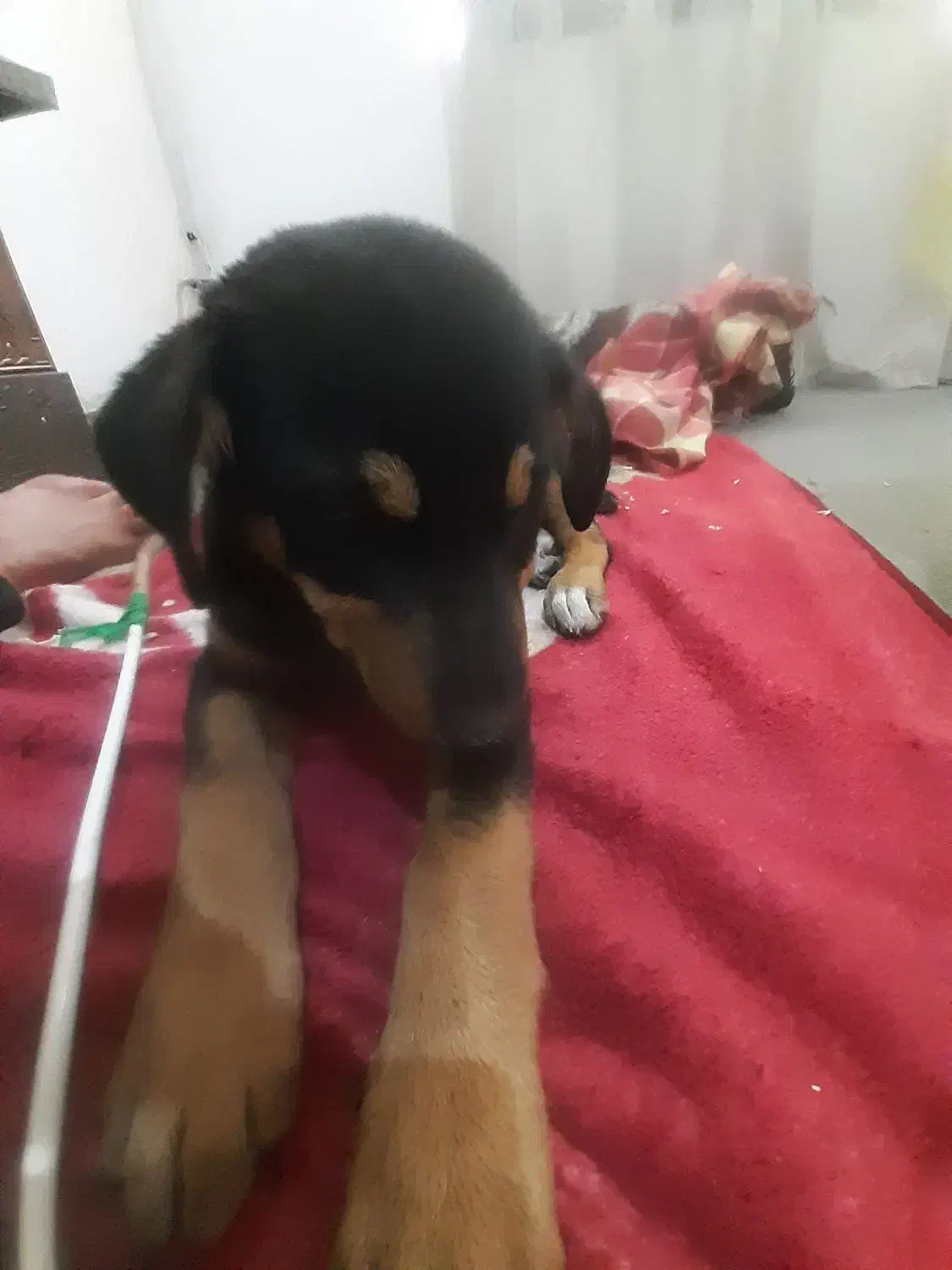 سگ روتوایلرنر|سگ|کرمانشاه, |دیوار