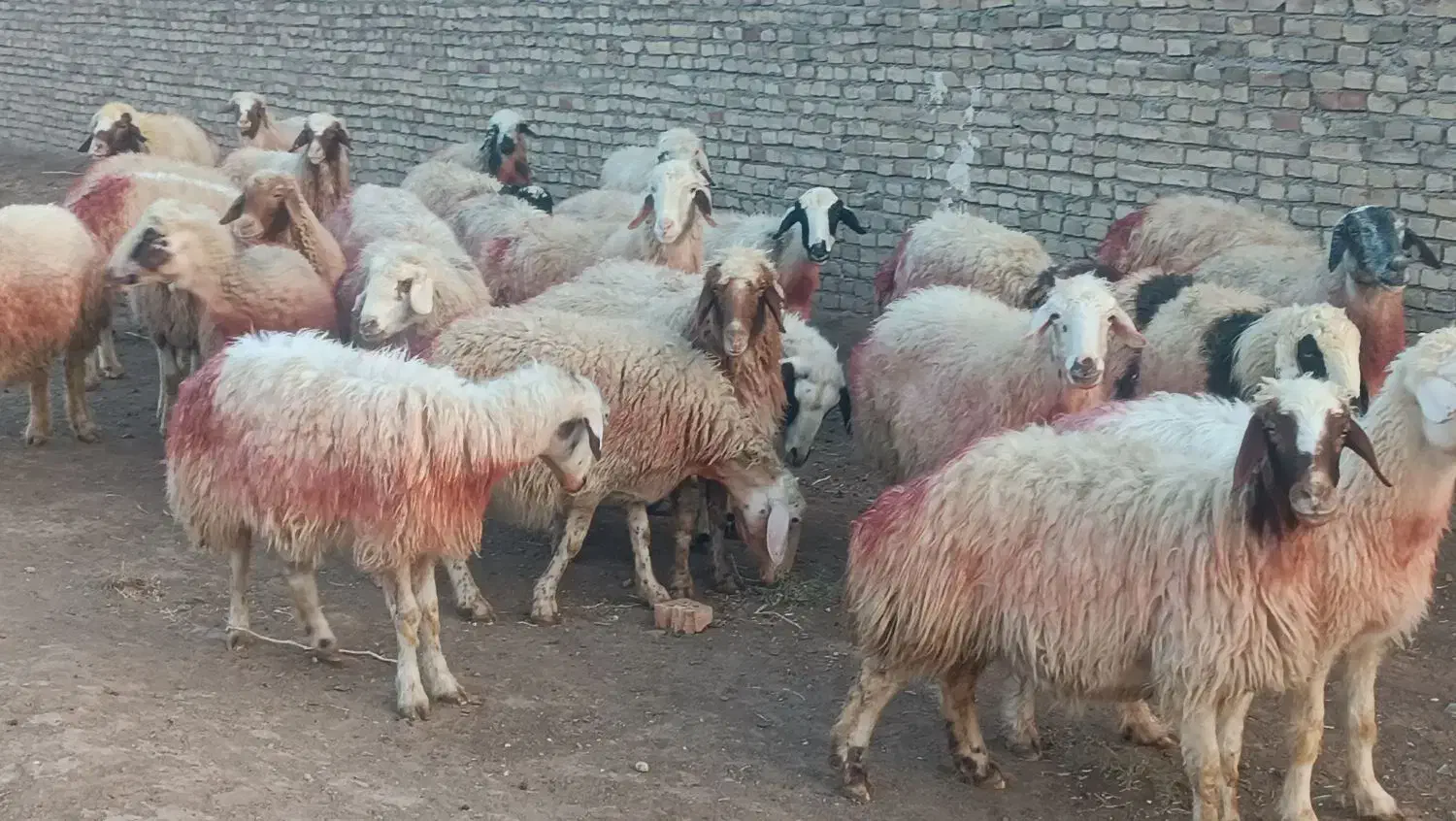 31میش داشتی جوان|حیوانات مزرعه|سبزوار, قصبه شرقی|دیوار