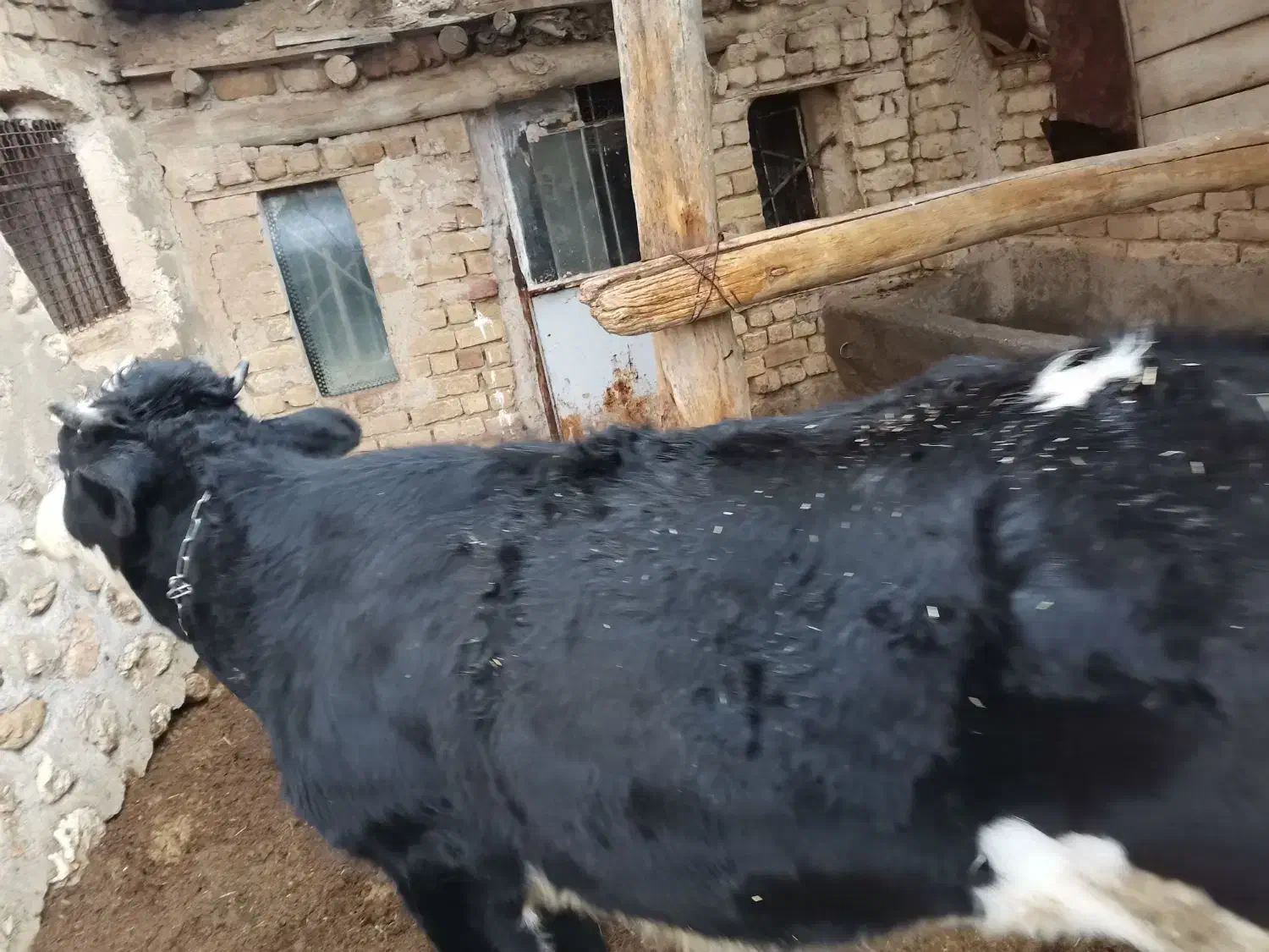 گوساله ماده دورگ کشتاری|حیوانات مزرعه|نوبران, |دیوار