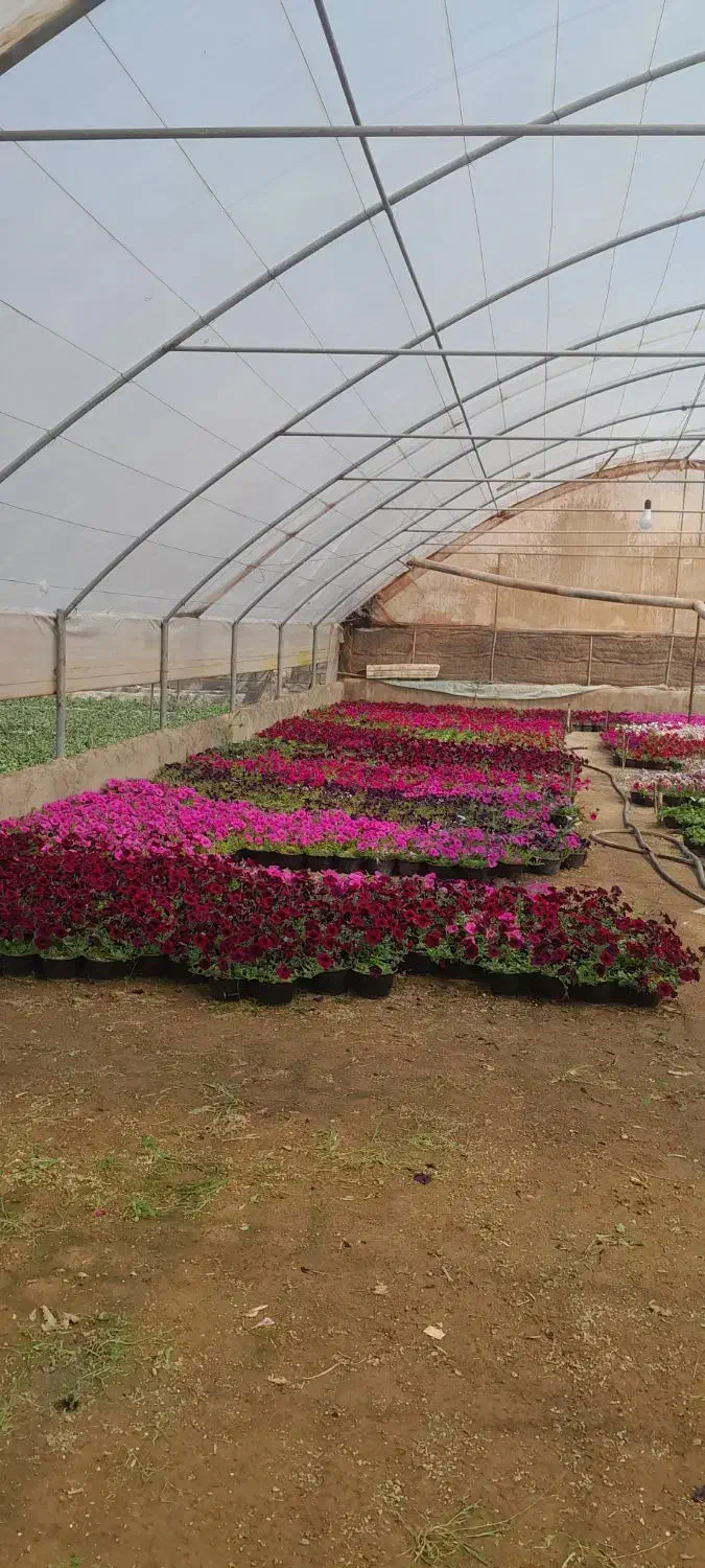 سالن گلخانه اجاره ای|اجارهٔ دفتر صنعتی، کشاورزی، تجاری|عباس‌آباد, |دیوار