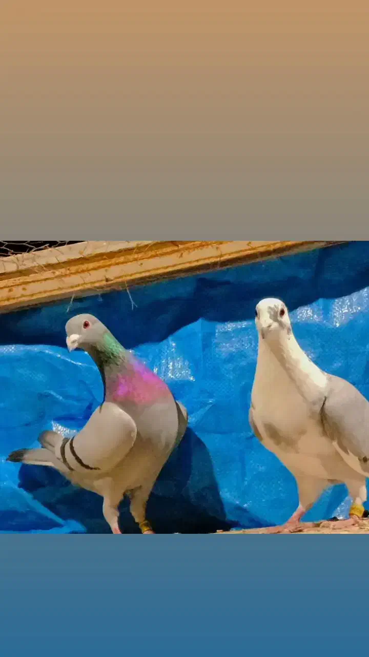 نر ماده دهن خورده شجر دار نسل قهرمان|پرنده|گرگان, |دیوار