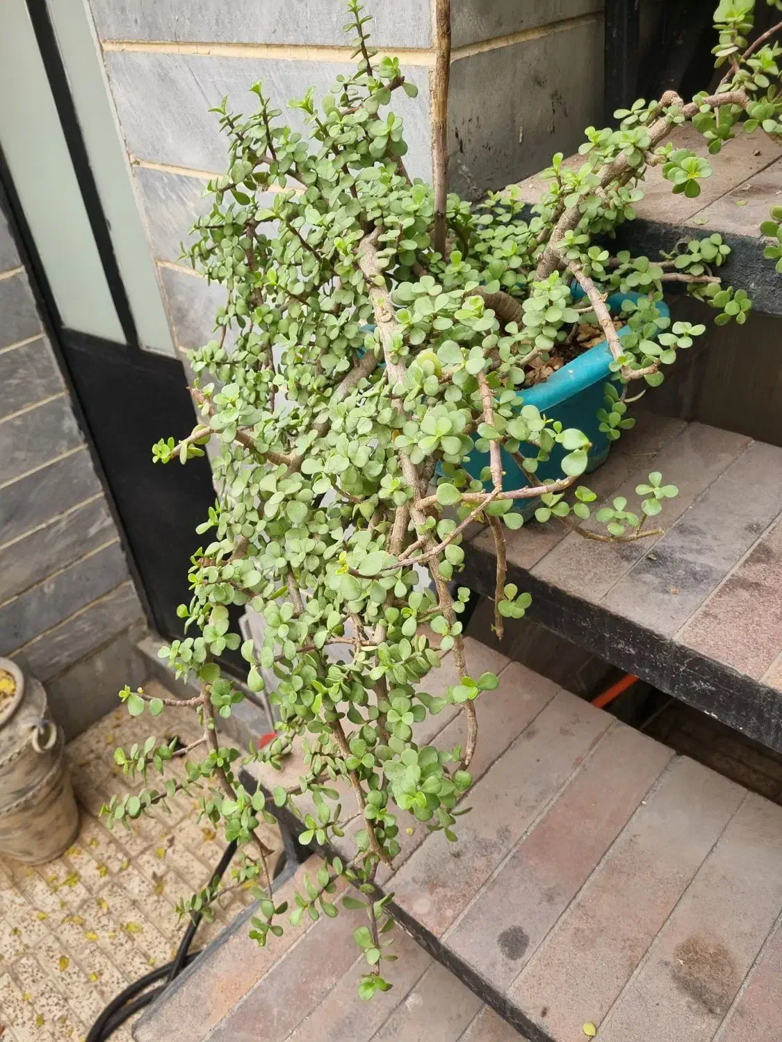 گل بنسای|گل و گیاه طبیعی|چهاردانگه (تهران), |دیوار