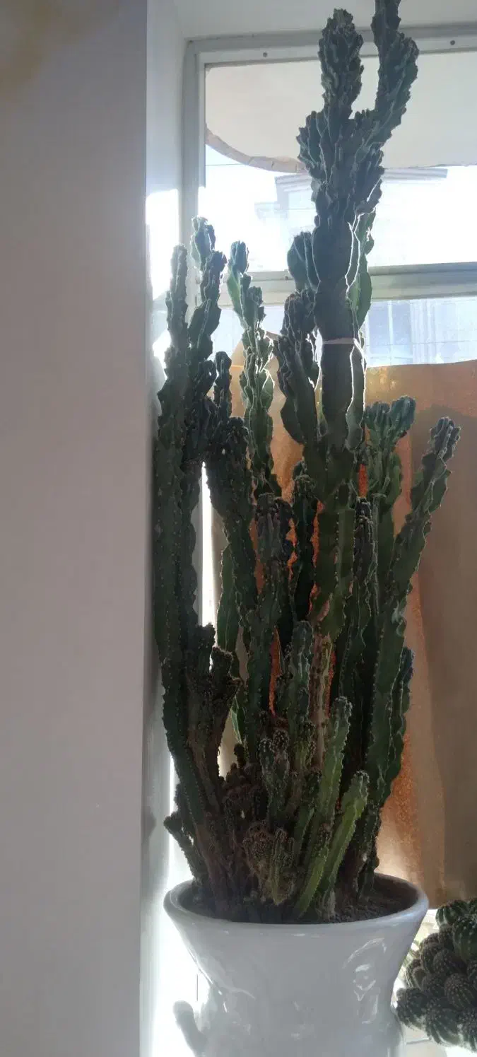 کاکتوس صخره ای|گل و گیاه طبیعی|مرند, |دیوار