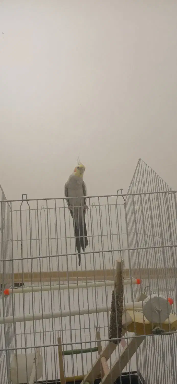 عروس هلندی|پرنده|شهریار, شهرک امیریه|دیوار