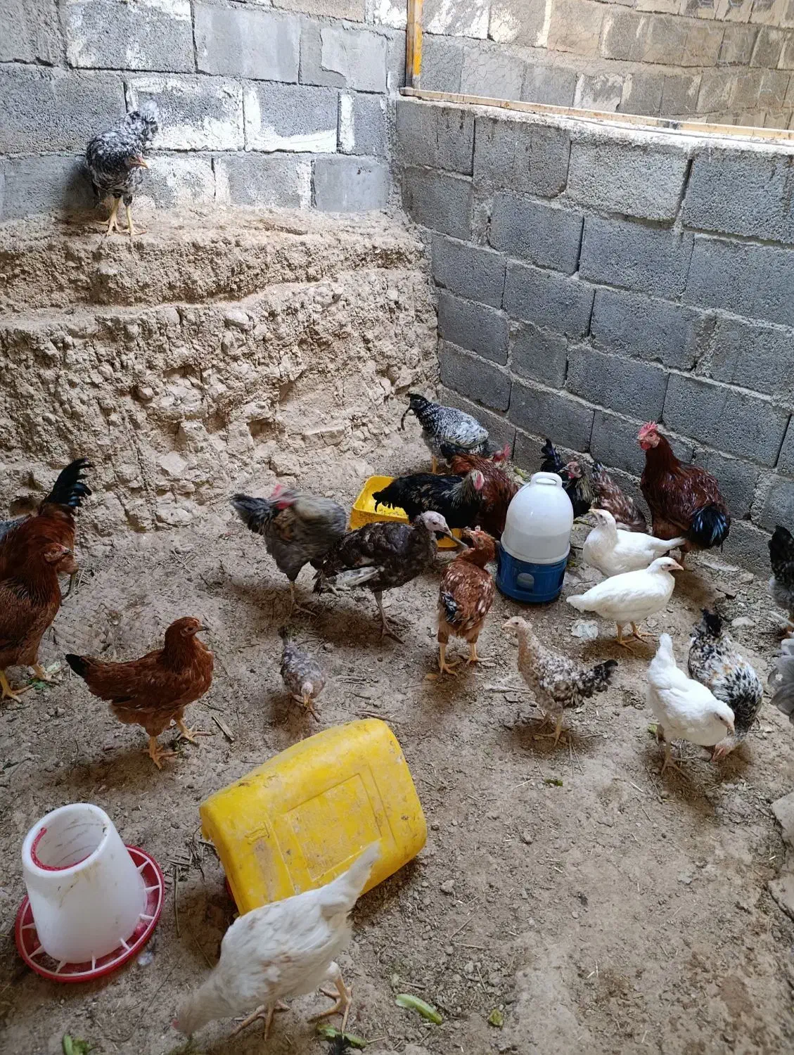 مرغ و خروس|حیوانات مزرعه|جم, |دیوار