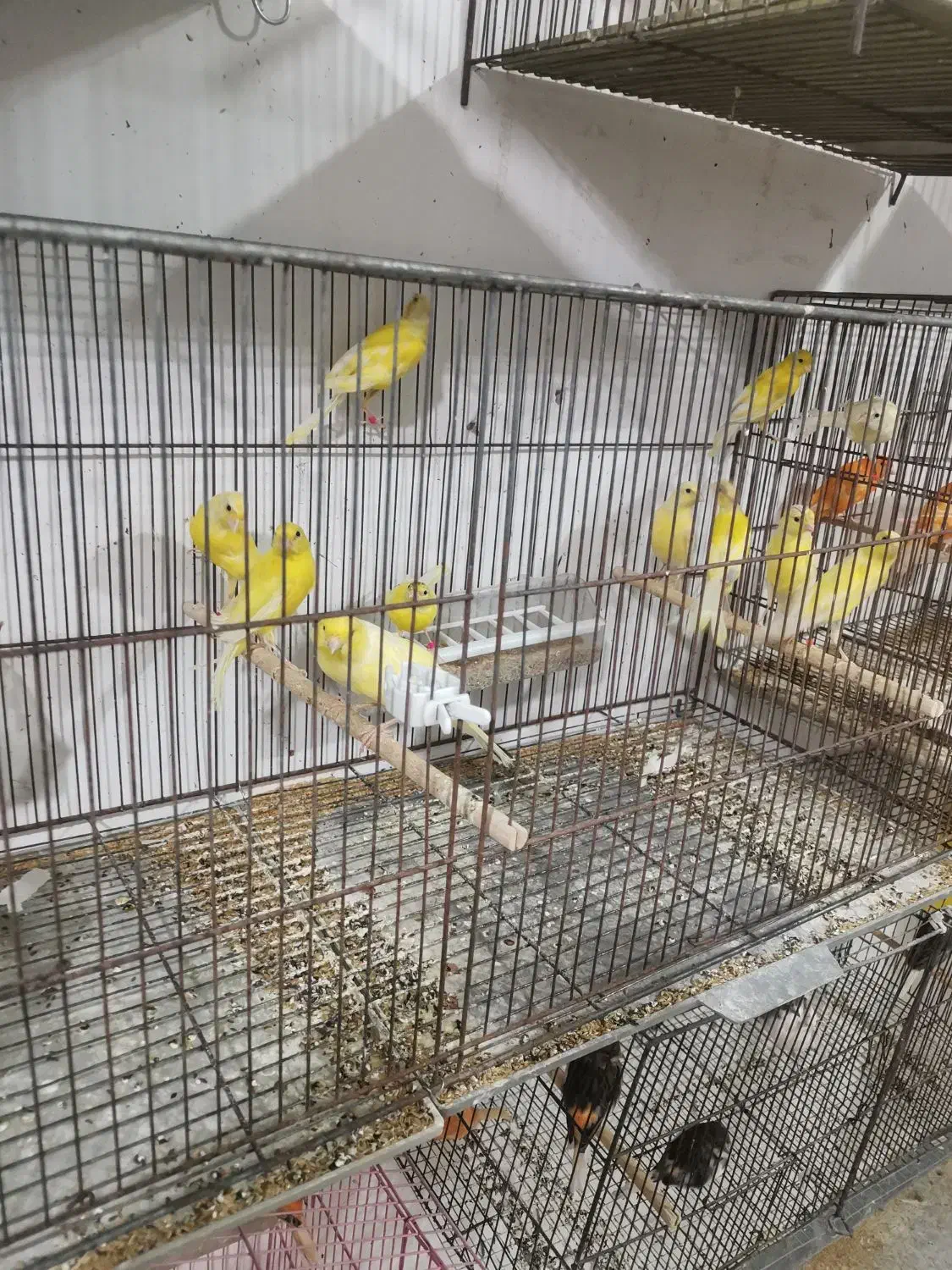 فروش قناری نر وماده|پرنده|بهبهان, |دیوار