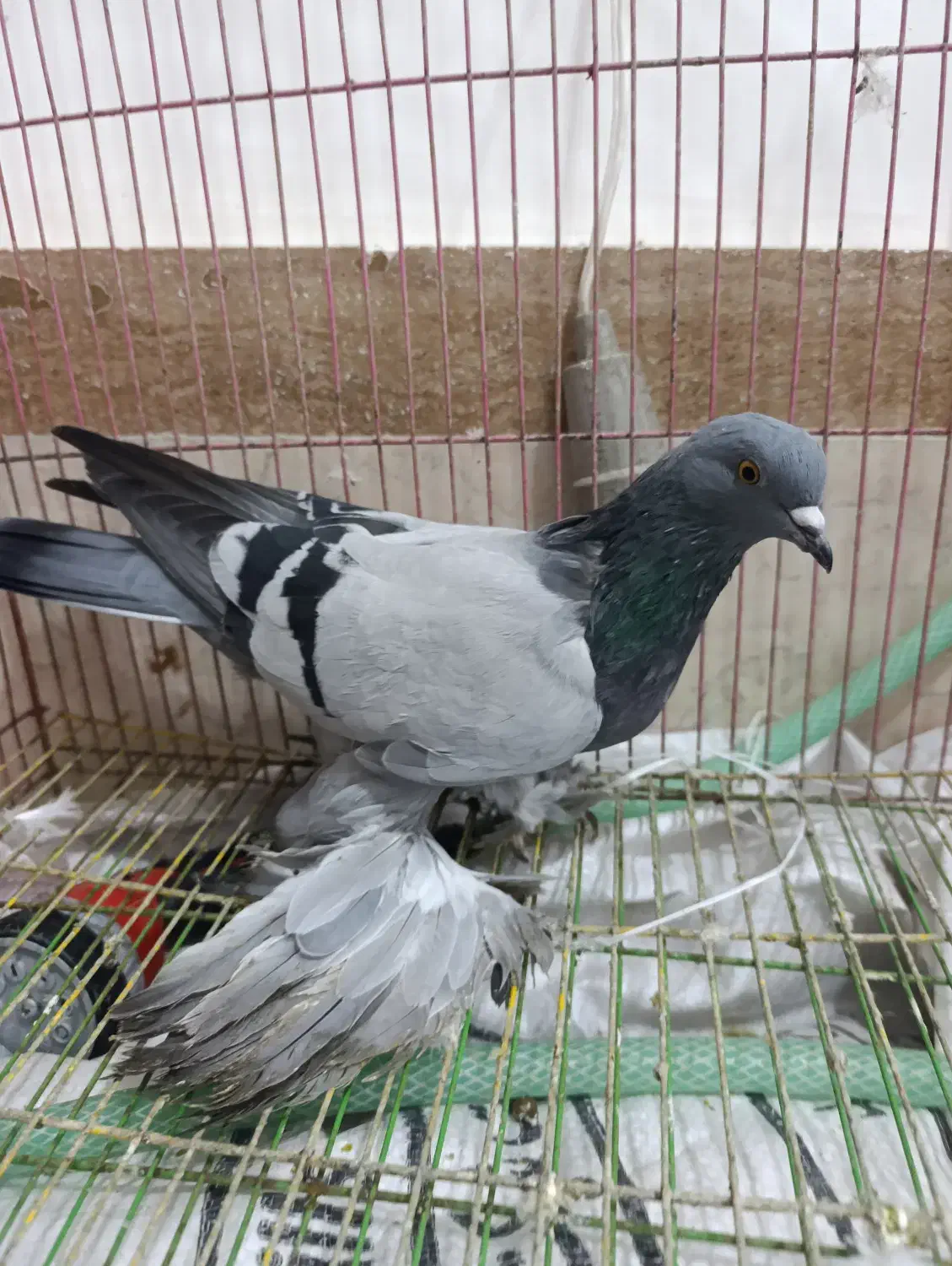 ترکیه بازی دار کبوتر|پرنده|ملکان, |دیوار