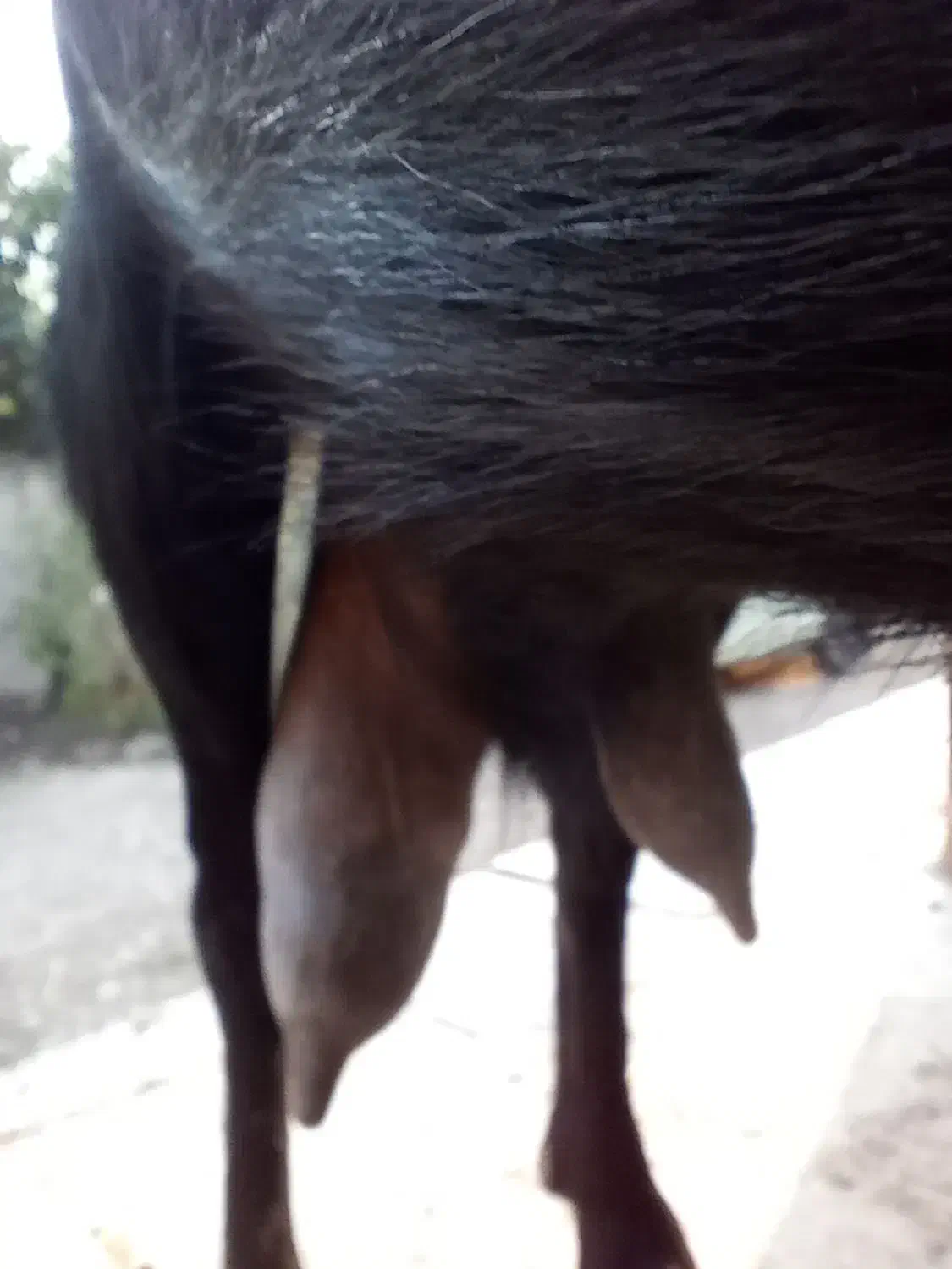 بزپاکستانی|حیوانات مزرعه|سنگدوین, |دیوار