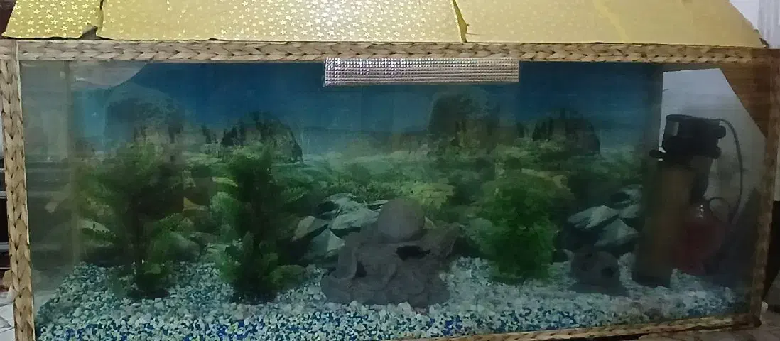 آکواریوم|ماهی|زابل, |دیوار