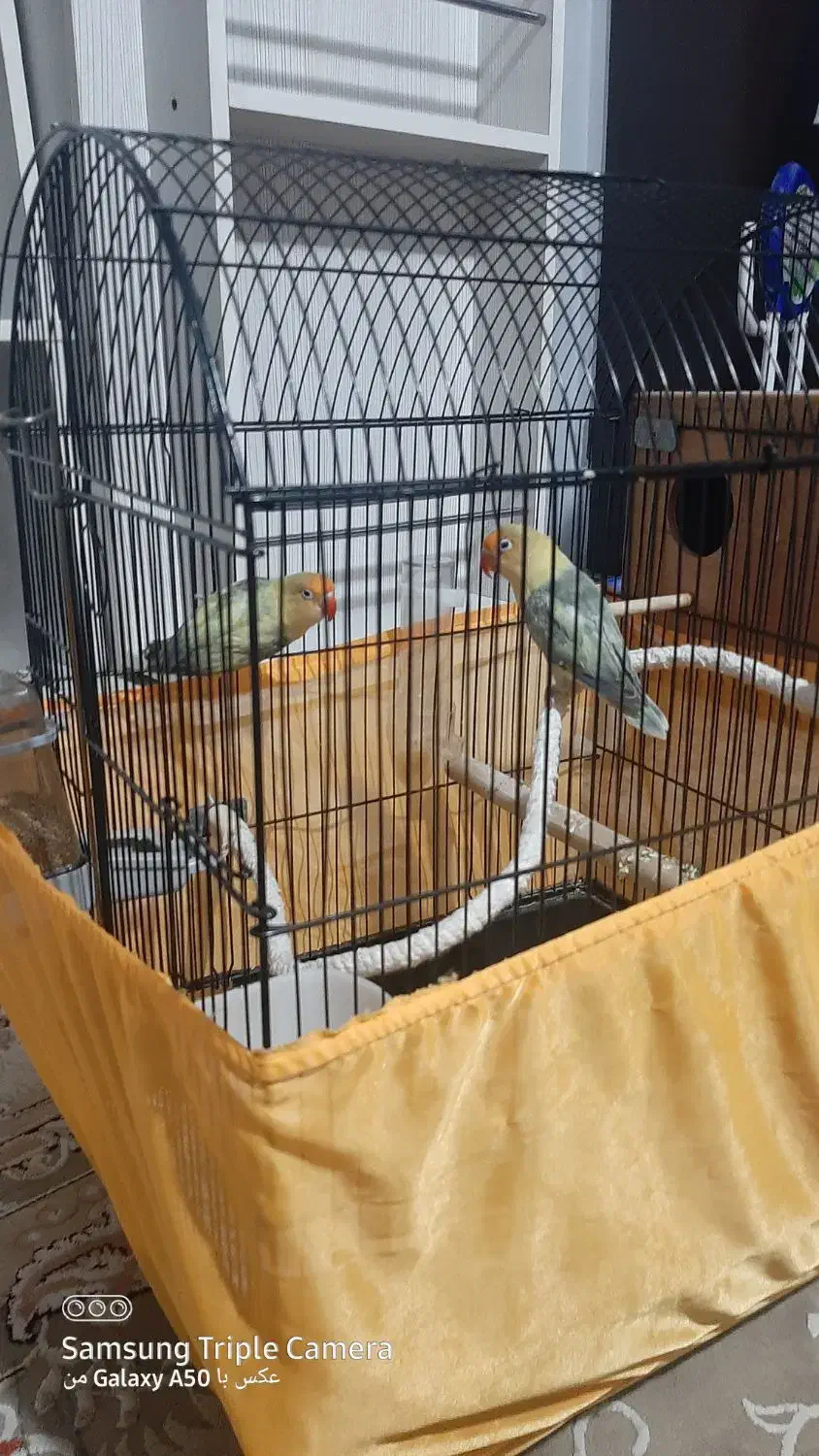 طوطی برزیلی|پرنده|تهران, گلستان (شهرک راه آهن)|دیوار