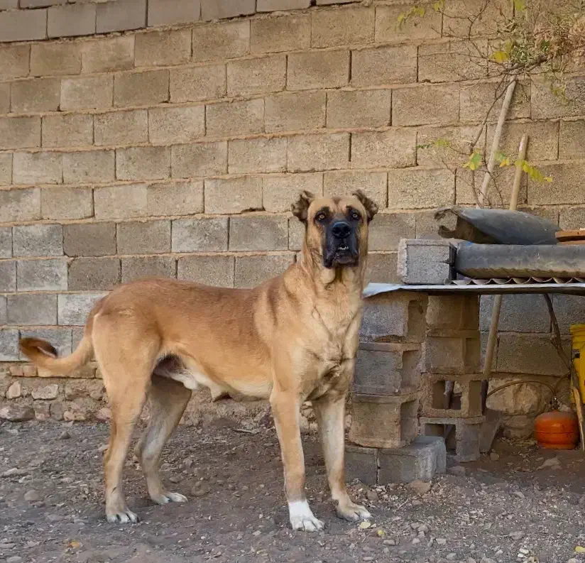 سگ سرابی|سگ|مهدی شهر, |دیوار