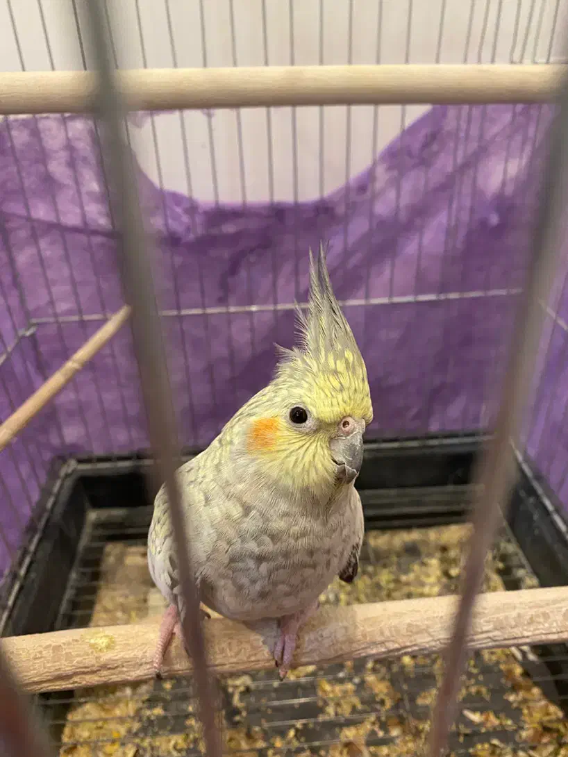 عروس هلندی گلباقالی|پرنده|قم, انسجام|دیوار