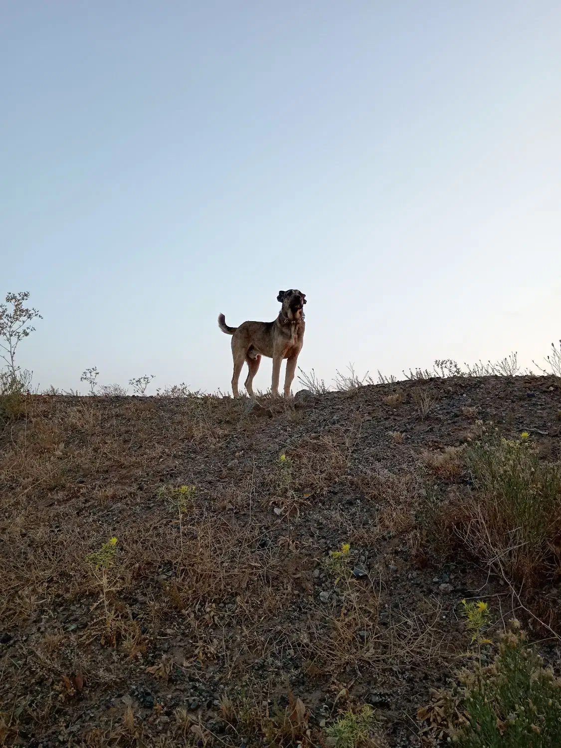 تربت حیدریه روستای نسر قلعه نو|سگ|جلگه رخ, |دیوار