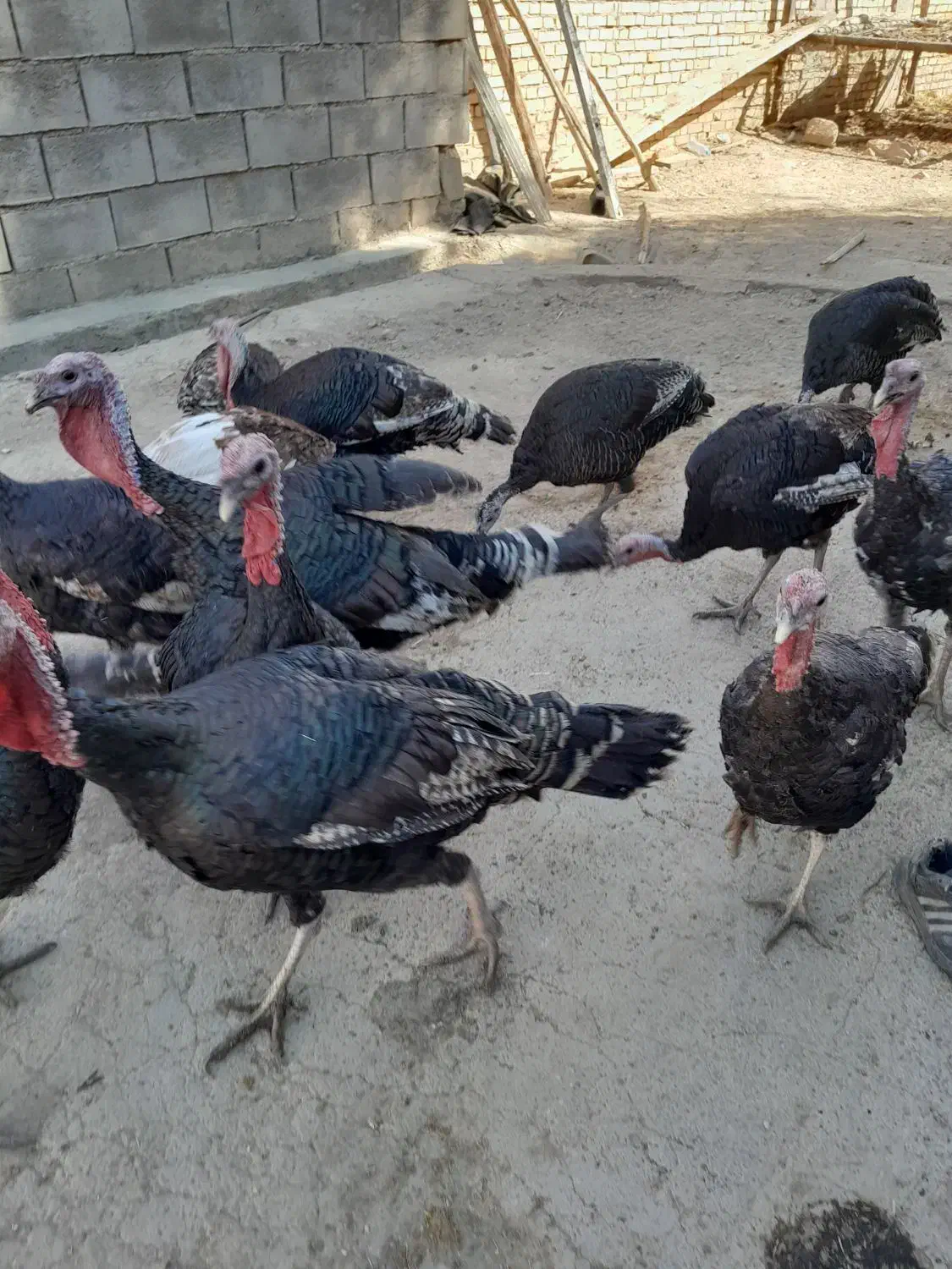 بوقلمو سالم بالغ|حیوانات مزرعه|ایذه, |دیوار