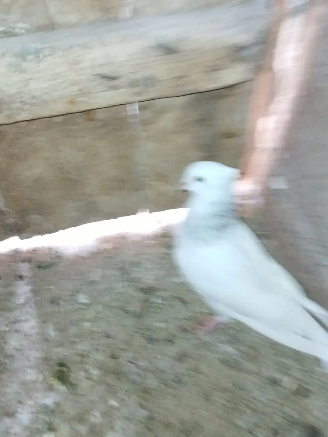 طوقی|پرنده|شاهرود, |دیوار