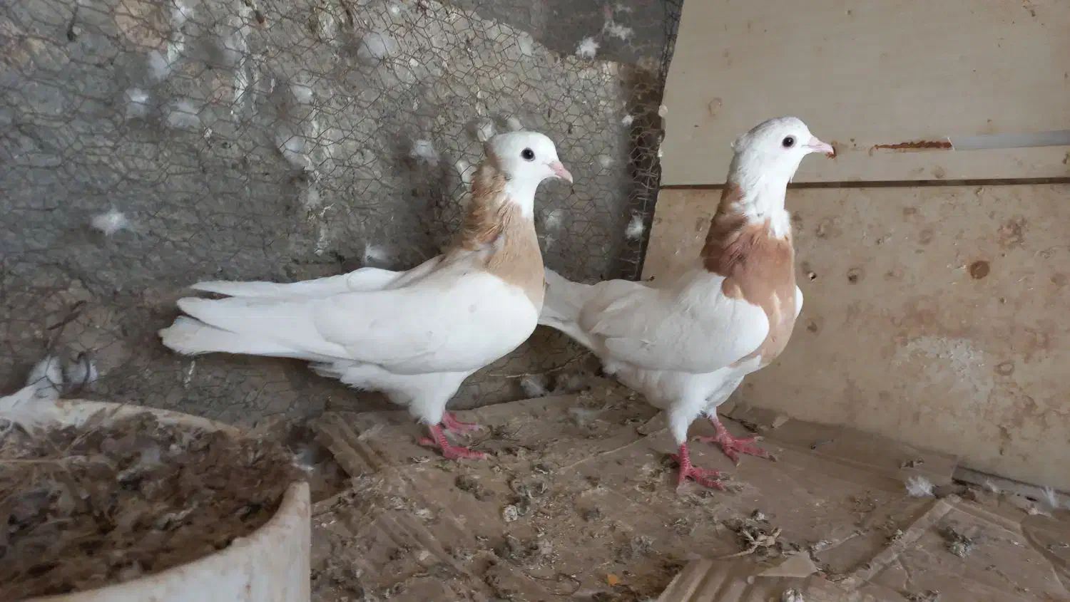 ۲ جفت کبوتر جهت معاوضه با سربری|پرنده|لامرد, |دیوار