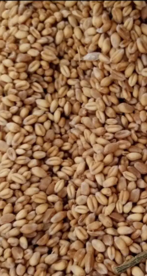 فروش گندم پیشگام|خوردنی و آشامیدنی|عجب شیر, |دیوار