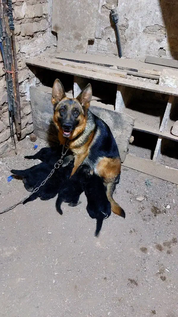 سگ ژرمن ماده اماده برای جفت|سگ|قزوین, |دیوار