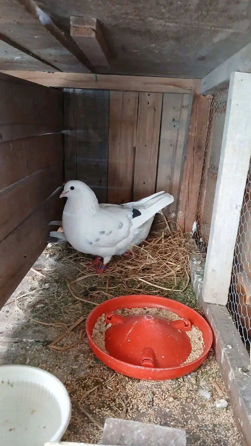 کبوتر|پرنده|ساری, |دیوار