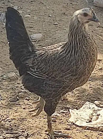 مرغ و خروس محلی|حیوانات مزرعه|برازجان, |دیوار