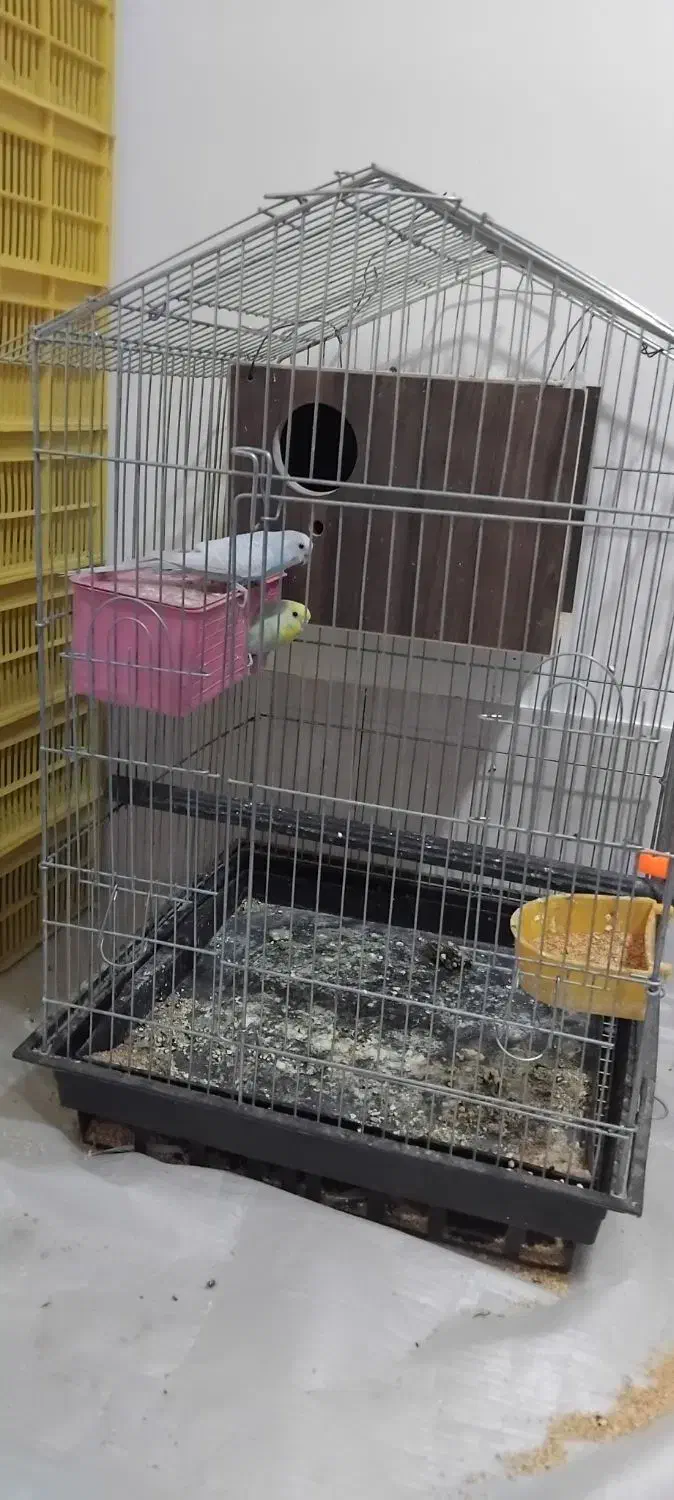 مررغ عشق سالم در حال جفت گیری|پرنده|جیرفت, |دیوار