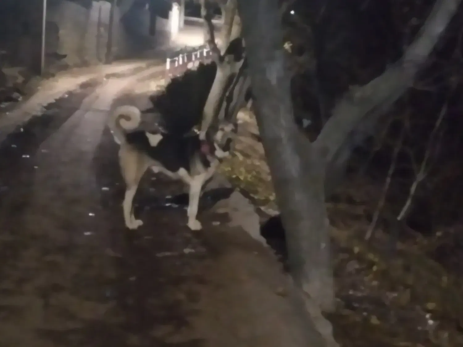 سگ گله|سگ|اسکو, |دیوار