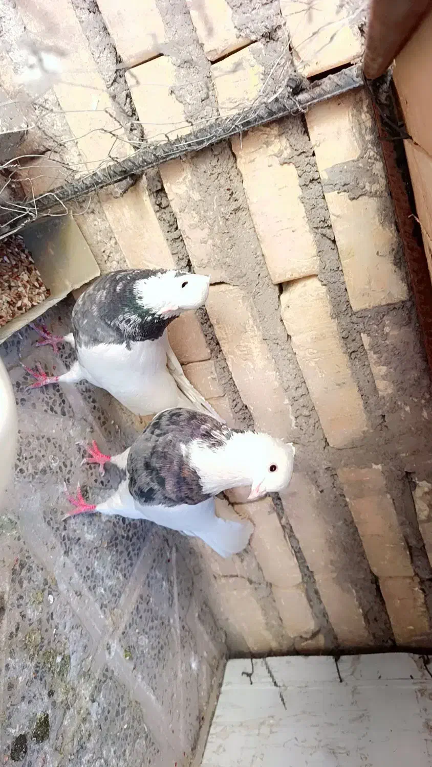 طوقی|پرنده|لردگان, |دیوار