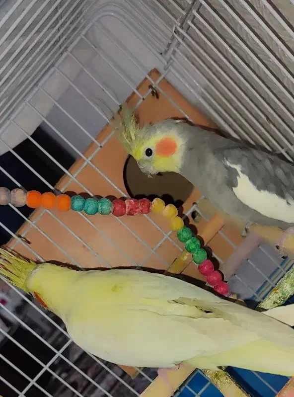 عروس هلندی جفت و دستی و رام شده|پرنده|قدس, شهر‌قدس|دیوار