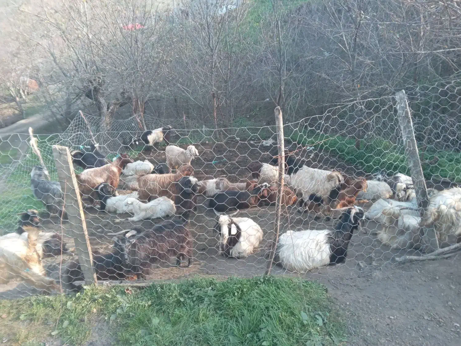 بزوبزغاله برای فروش ۳۶عدد|حیوانات مزرعه|گرمی, |دیوار